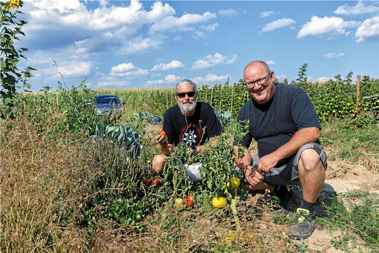 Obwohl sie kaum gegossen wurden, tragen die Tomatenpflanzen von Michael Peters (links) große Früchte. Landwirt Jürgen Benignus freut sich über alles, was auf den „Äggerle“, die er vermietet, wächst. Fotos: Jörg Fiedler 