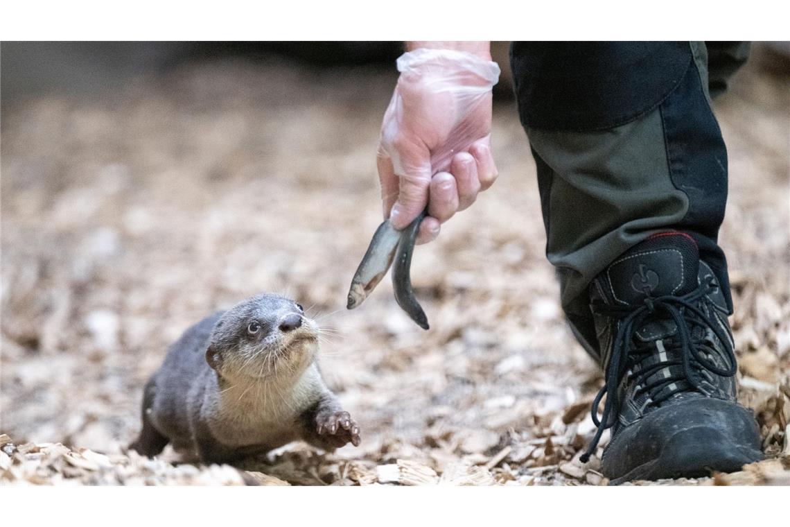 Öffentliche Fütterungen im Zoo könnten reduziert werden (Symbolbild).