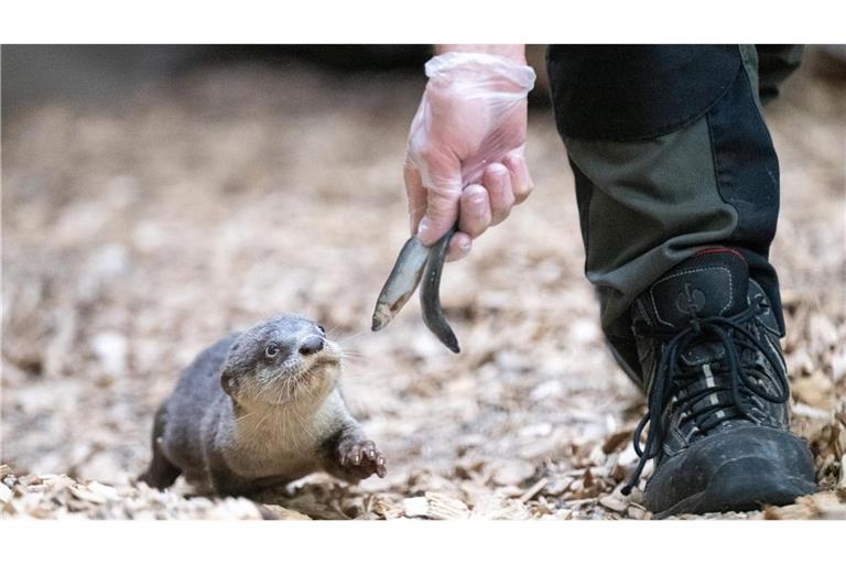 Öffentliche Fütterungen im Zoo könnten reduziert werden (Symbolbild).