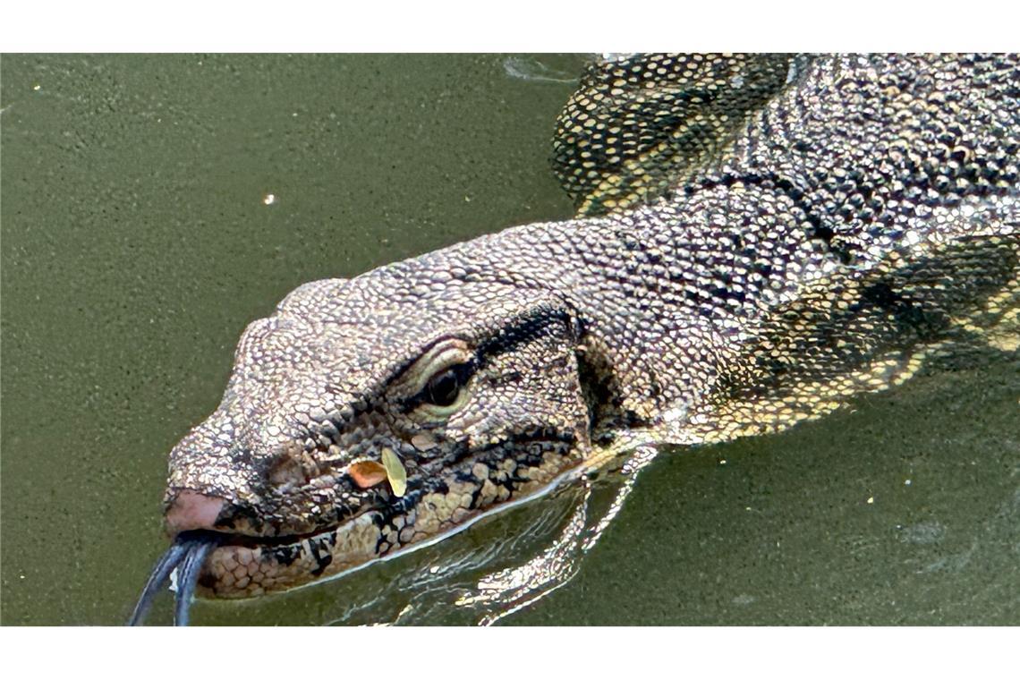 Oft lassen die Riesenechsen ihre dunkle, gespaltene Zunge hervorschnellen.