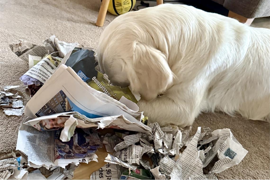 Oh oh, gleich mehrere Hunde aus unserer Leserschaft haben wohl ein Hühnchen – od...