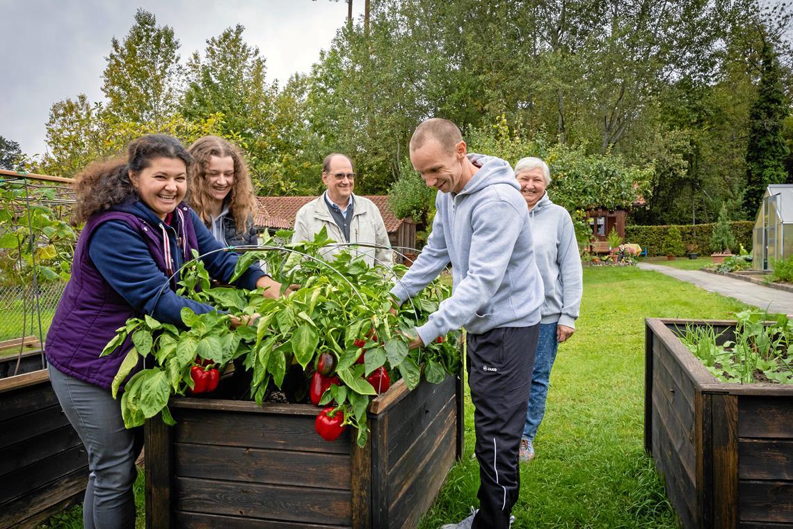 Ein Stück Heimat im Plattenwald Oksana und Nicole Salis (von links) ganzer Stolz ist aktuell die Paprikapflanze im Hochbeet. Der Vereinsvorsitzende der Gartenfreunde Backnang, Hans-Peter Winkler (Mitte), freut sich mit Eugen Sali und Oksanas Mutter Ludmila über eine reiche Ernte. Fotos: Alexander Becher
