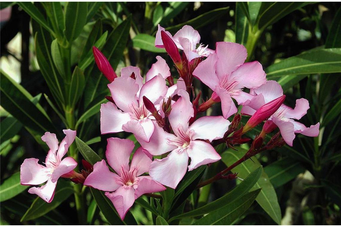 Gift im Garten: Bei diesen beliebten Pflanzen ist Vorsicht angesagt Oleander (Nerium Oleander): Der wunderschöne Rosenlorbeer ist giftig und gehört zu den Hundsgiftgewächsen. Er wächst im Mittelmeerraum, dem Nahen und Mittleren Osten, in Indien und China. Oleander wird auch in Deutschland als Kübelpflanze geschätzt. Die Pflanze enthält das giftige Oleandrin, das zu Übelkeit, Erbrechen und Durchfall bis hin zu Herzbeschwerden, Schläfrigkeit und Muskelzittern führen kann. Vergiftungen mit Oleandrin können tödlich verlaufen.