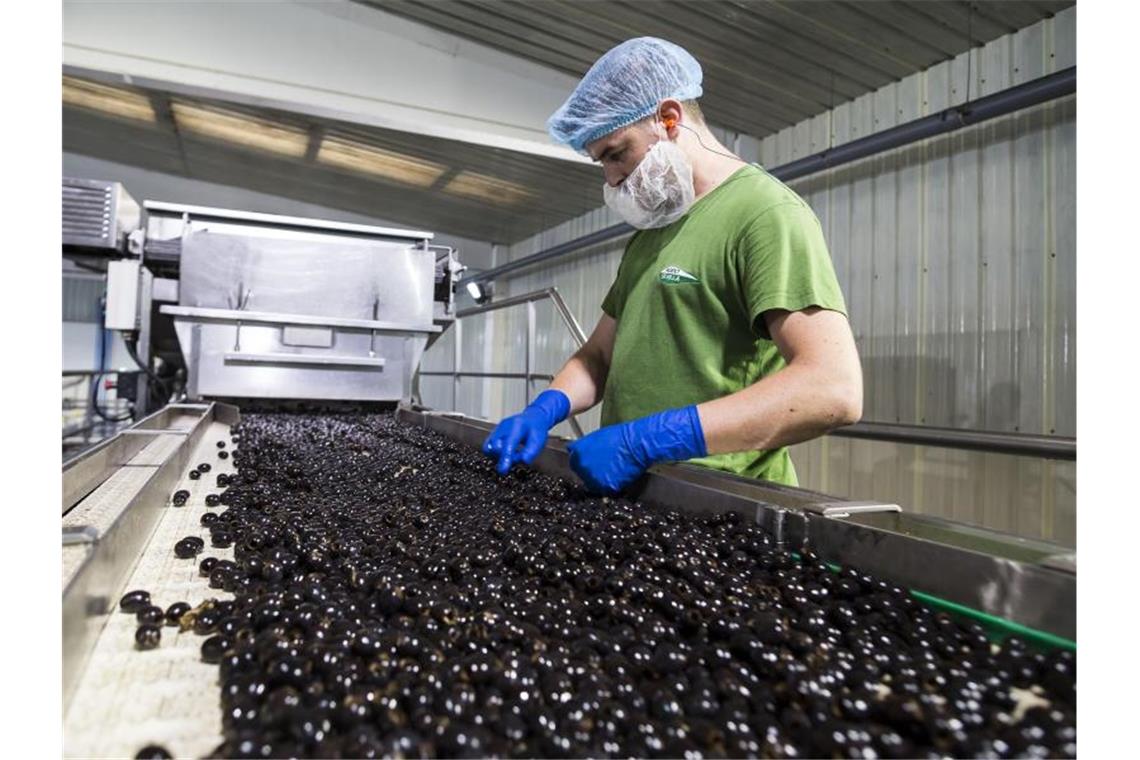 USA drohen EU mit Strafzöllen auf Oliven, Käse und Whisky Olivenverarbeitung im südspanischen Andalusien. Foto: Daniel Gonzalez Acuna