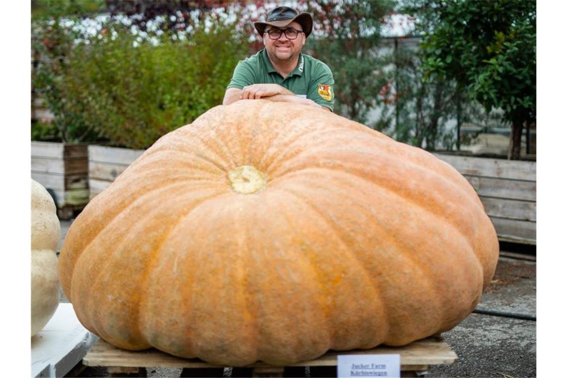 EM-Titel für 745 Kilogramm schweren Kürbis Oliver Langheim aus Fürstenwald (Brandenburg) präsentiert den 745 Kilogramm schweren Sieger-Kürbis. Foto: Christoph Schmidt/dpa