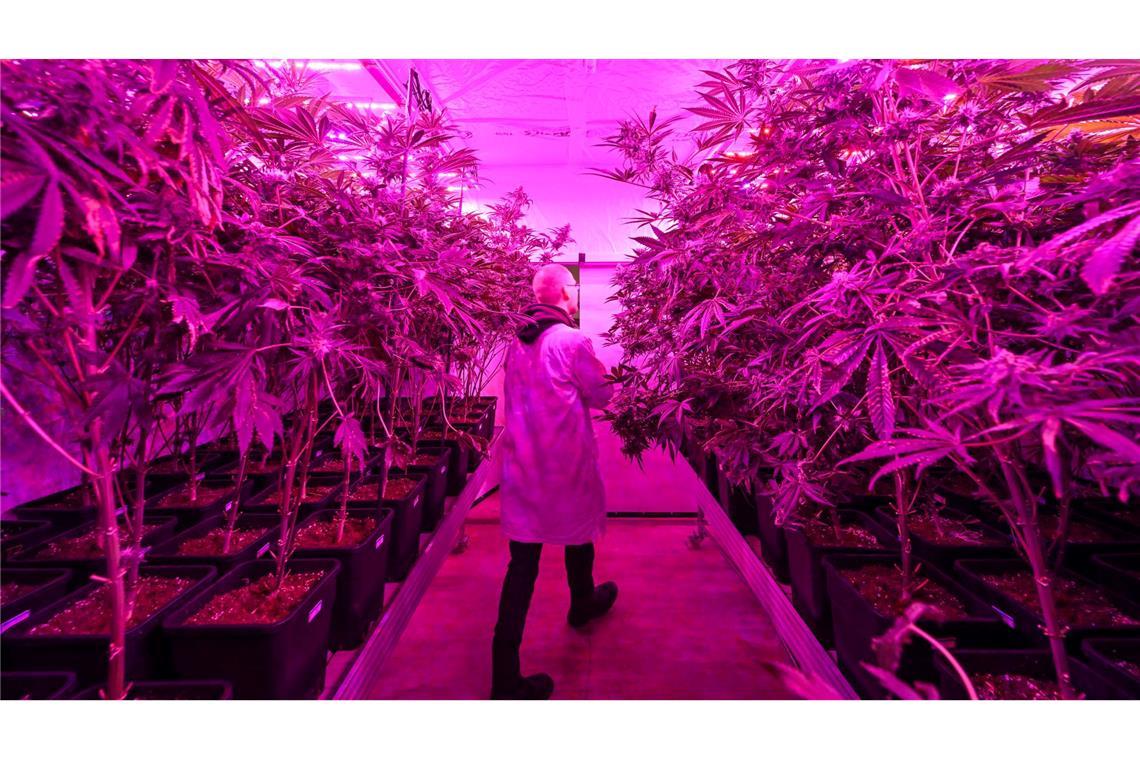 Optimale Bedingungen für die Cannabis-Pflanzen im Gewächshaus vom  Cannabis Social Club Erfurt e.V.