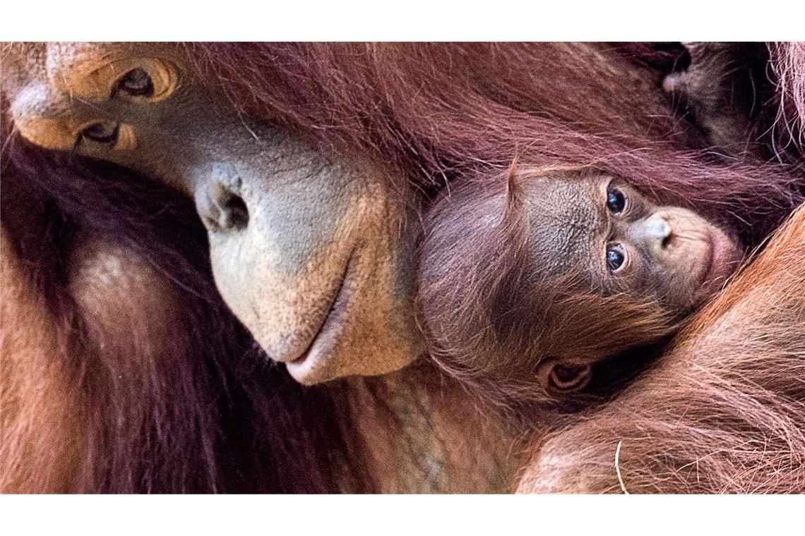 Orang-Utans sind faszinierend und einzigartig - und leben nur auf den Inseln Sumatra und Borneo. (Archivbild)