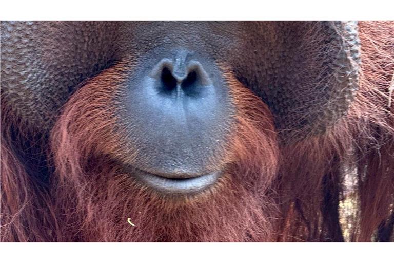Orang-Utans teilen 97 Prozent ihres Erbguts mit den Menschen und sind sehr intelligent. (Archivbild)