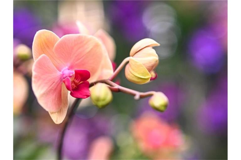 Orangefarbene Orchideenblüten blühen im Palmenhaus auf der Insel Mainau. Foto: Felix Kästle/dpa/Archivbild