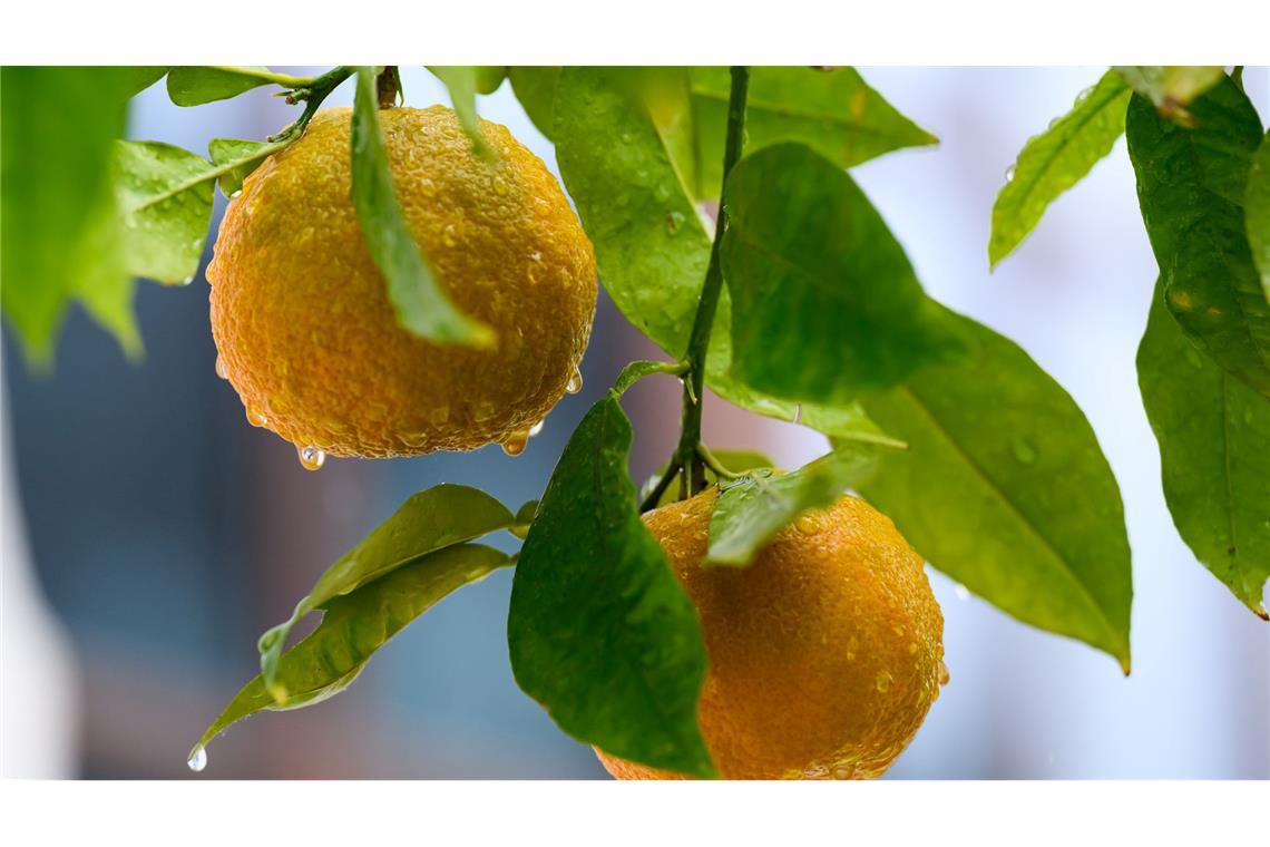 Bilder des Tages Orangen sind bei Regenwetter vor der Orangerie im Fürst-Pückler-Park mit Regentropfen benetzt.