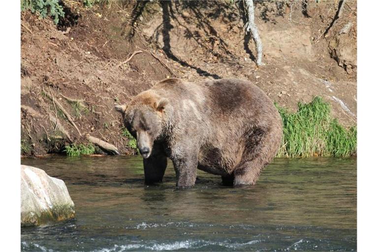 Otis, ein älterer Braunbär, ist Alaskas „Fat Bear“ 2021. Foto: -/Katmai Nationalpark /dpa