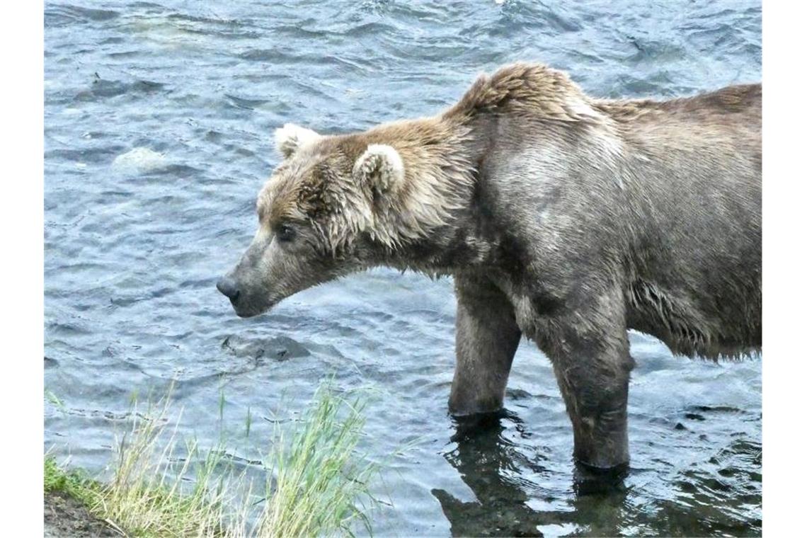 Braunbär „Otis“ gewinnt „Fat Bear“-Wahl in Alaska Otis im Juli 2021, bevor er ordentlich zugenommen hat. (Archivbild). Foto: -/Katmai Nationalpark /dpa
