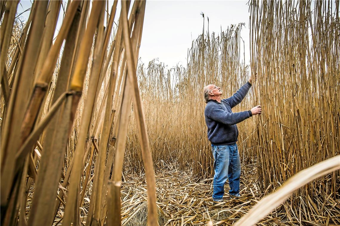 Ottmar Dänzer mitten in seinem Elefantengrasfeld. Noch kann der 62-Jährige die Ernte nicht nutzen, da ihm die richtige Heizung fehlt.Fotos: A. Becher