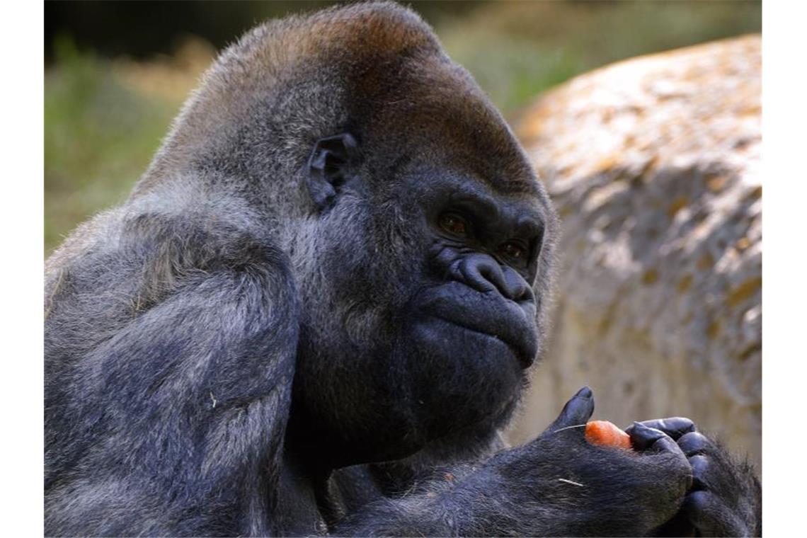 Ozzie, ein Westlicher Flachlandgorilla, wurde am 24. April 1961 in freier Wildbahn in Afrika geboren. Foto: Erik S. Lesser/EPA/dpa