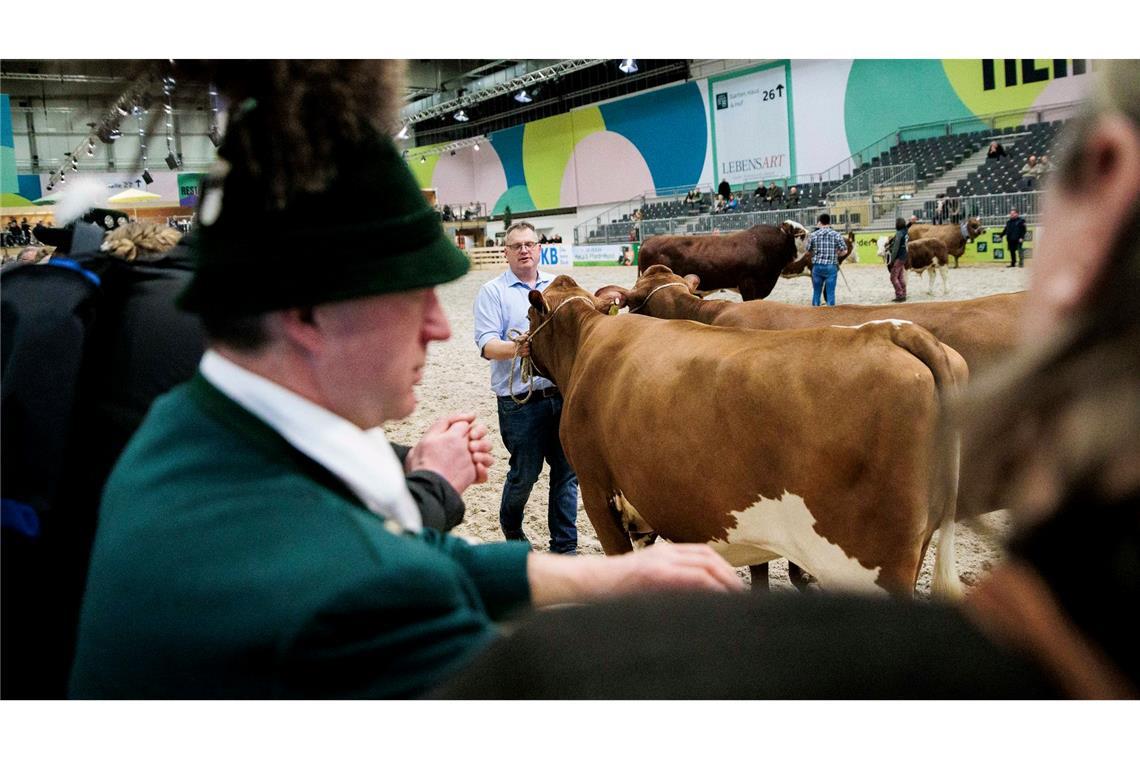 Wegen Tierseuche: Agrarbranche vor Grüner Woche unter Druck Paarhufer wie Rinder, Schweine, Schafe oder Alpakas wird es auf der Grünen Woche in diesem Jahr nicht zu sehen geben. (Archivbild)