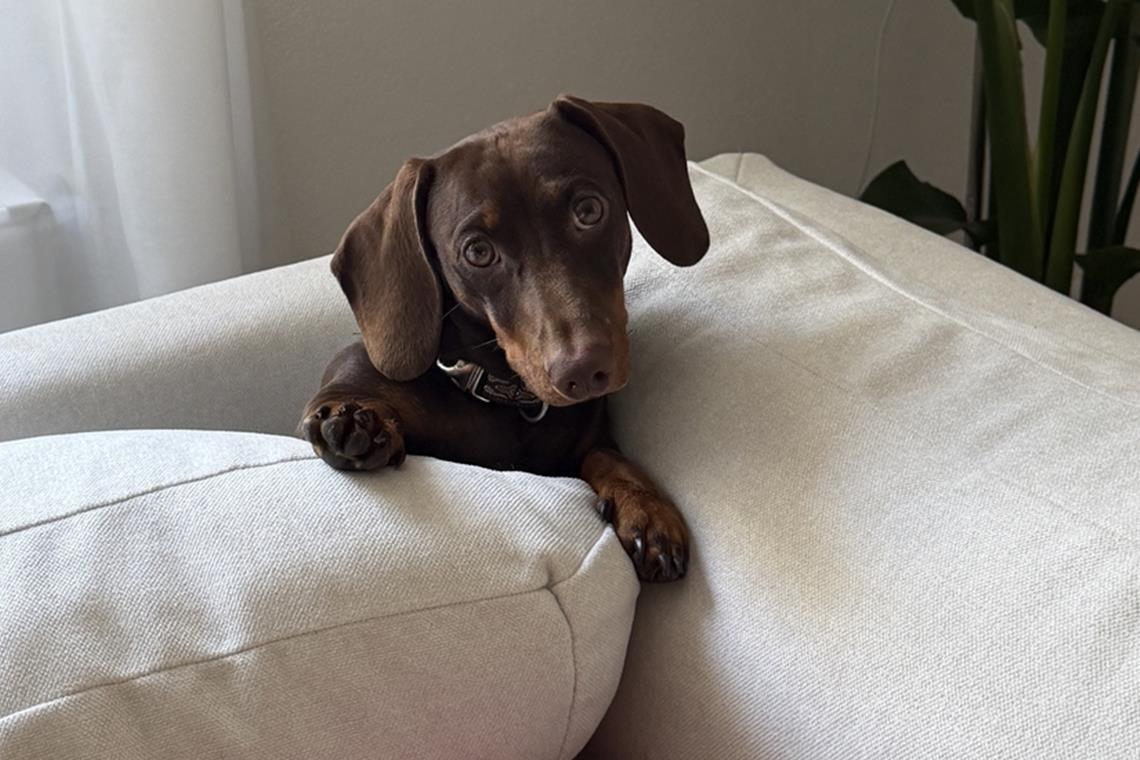 Pablo liebt seinen Stammplatz auf der Sofalehne. Von dort hat der kleine Herr de...