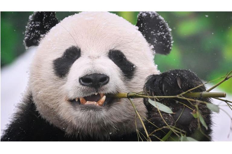 Panda-Bären gehören zu den absoluten Sympathieträgern in dieser Welt. China setzt die Tiere deshalb als eine Art Werbebotschafter ein.