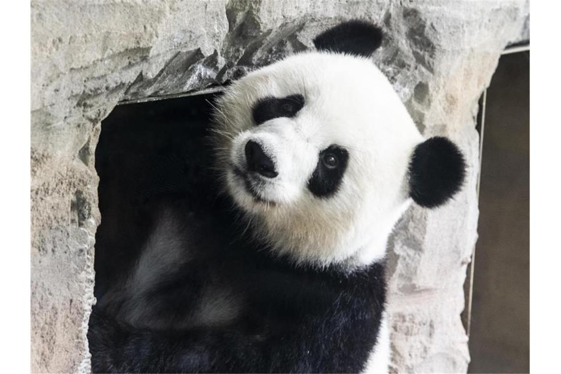 Zwei Panda-Babys im Berliner Zoo geboren Panda-Dama Meng Meng ist Mutter geworden. Foto: Paul Zinken