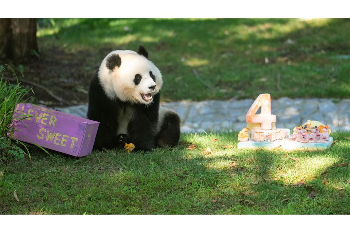 Panda Qing Bao feiert vierten Geburtstag