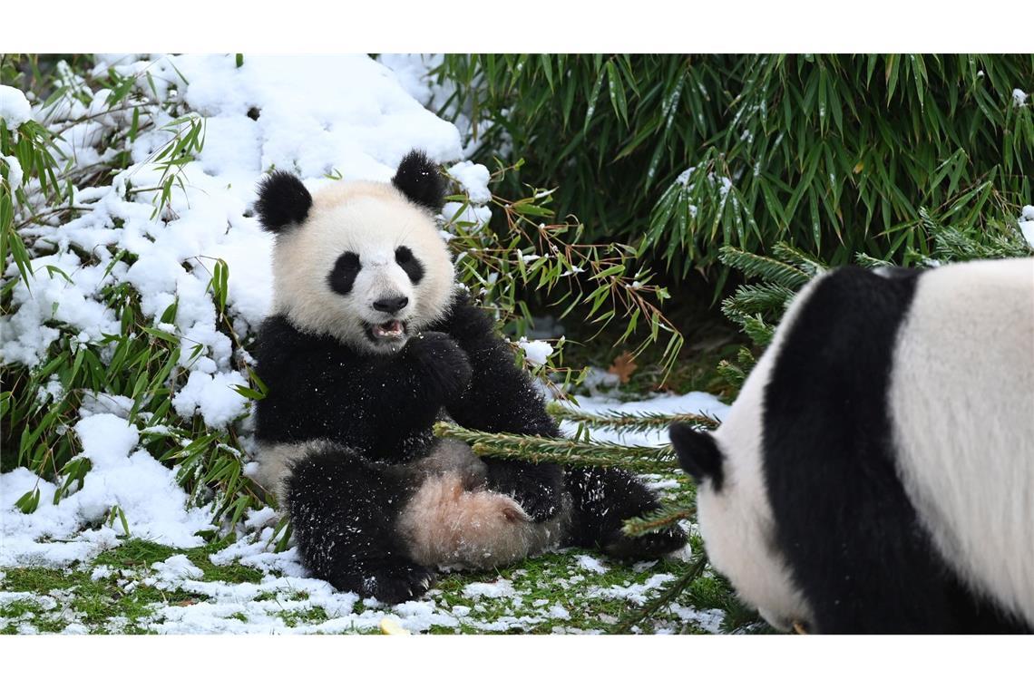 Pandabären spielen mit Tannenbäumen im Zoo.