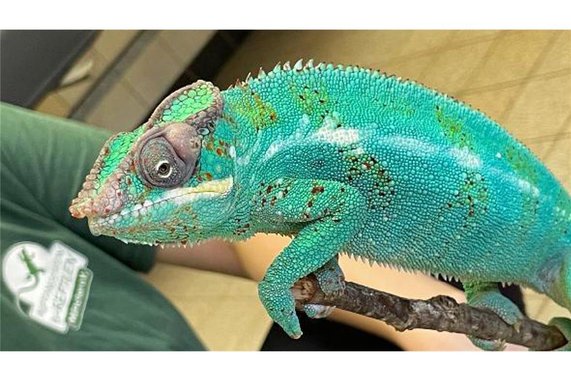 Passant rettet Chamäleon Lucifer von Wertstoffhof Pantherchamäleon Lucifer sitzt in der Reptilienauffangstation in München.
