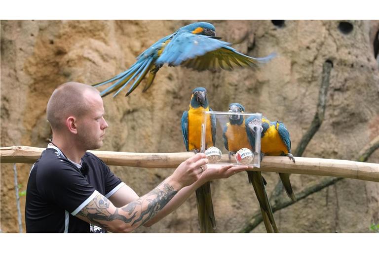 Papageien im Leipziger Zoo als Orakel: Blaukehl-Aras begutachten neben Tierpfleger Florian Ullmann Bälle mit Markierungen der FIFA Fußball-Weltmeisterschafts-Teilnehmerländer Mexiko und Südafrika.