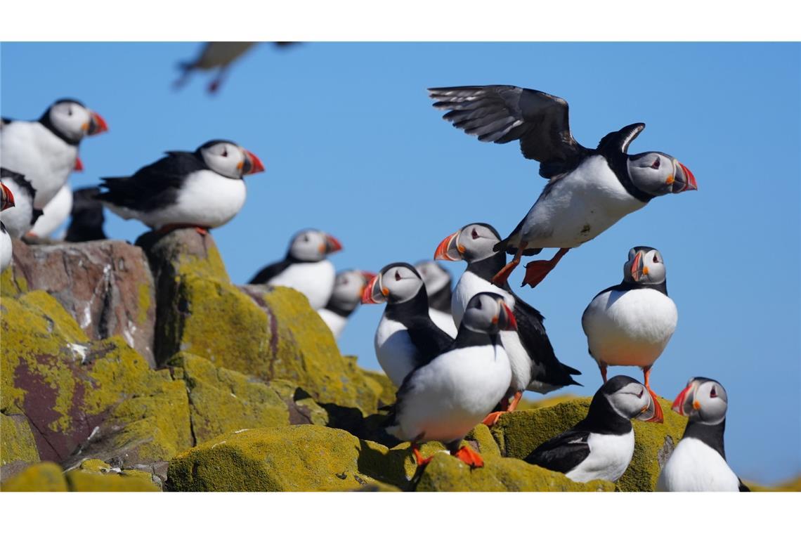 Papageientaucher kehren zum Brüten auf die Farne-Inseln zurück