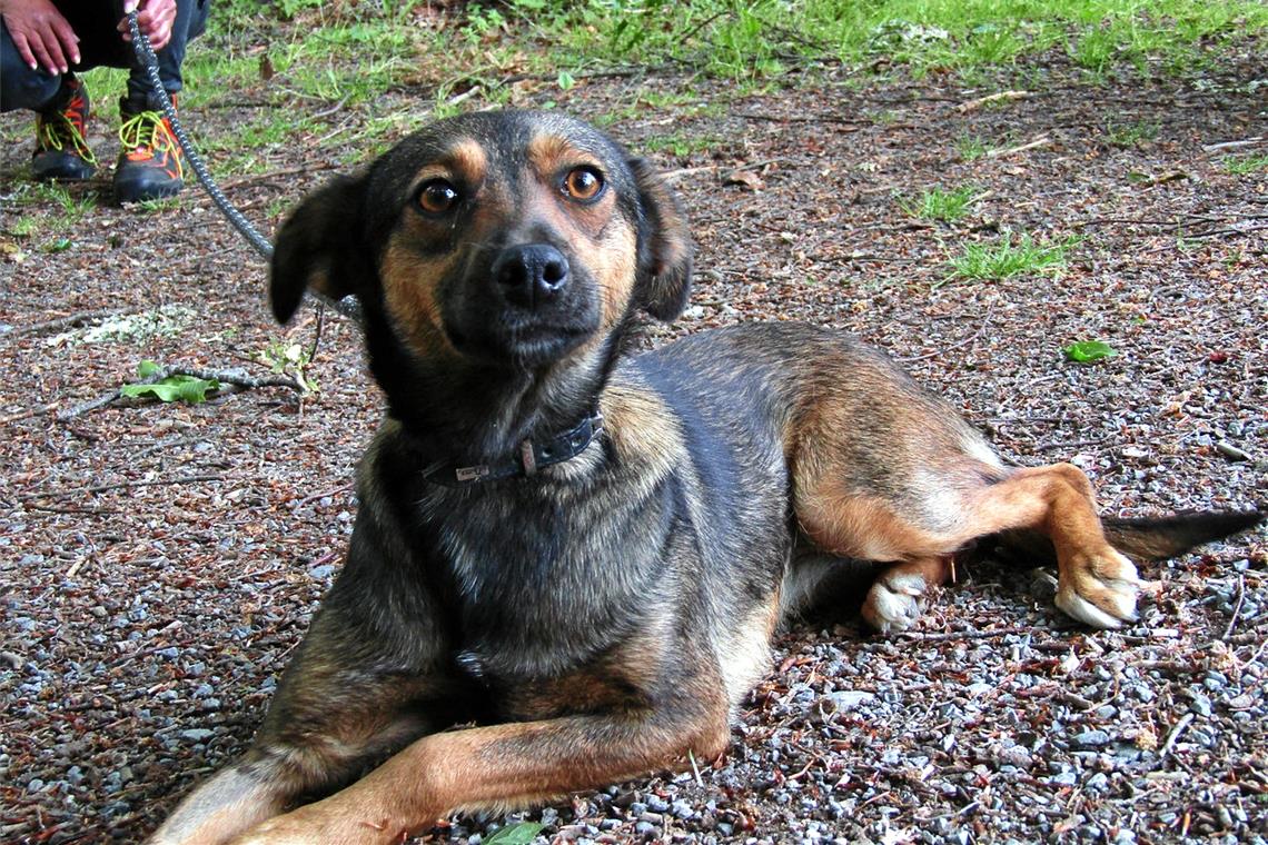 Neuankömmlinge im Tierheim Patches. Fotos: Tierschutzverein Backnang