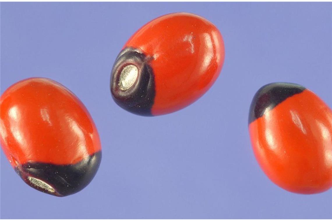 Gift im Garten: Bei diesen beliebten Pflanzen ist Vorsicht angesagt Paternostererbse (Abrus precatorius): In den gesamten Tropen ist diese aparte Pflanze verbreitet. Die rot-schwarzen Samen sind giftig, dennoch werden sie getrocknet als Halsschmuck verwendet. Wer darauf herumkaut, nimmt das Eiweiß Abrin zu sich, das zu den tödlichsten Giften gehört. Vergiftungen mit Abrin führen zu einem beschleunigten Pulsschlag, Koliken, Durchfall, Erbrechen und Tremor. Todesursache sind in der Regel Nieren-, Herzversagen und Atemlähmung.