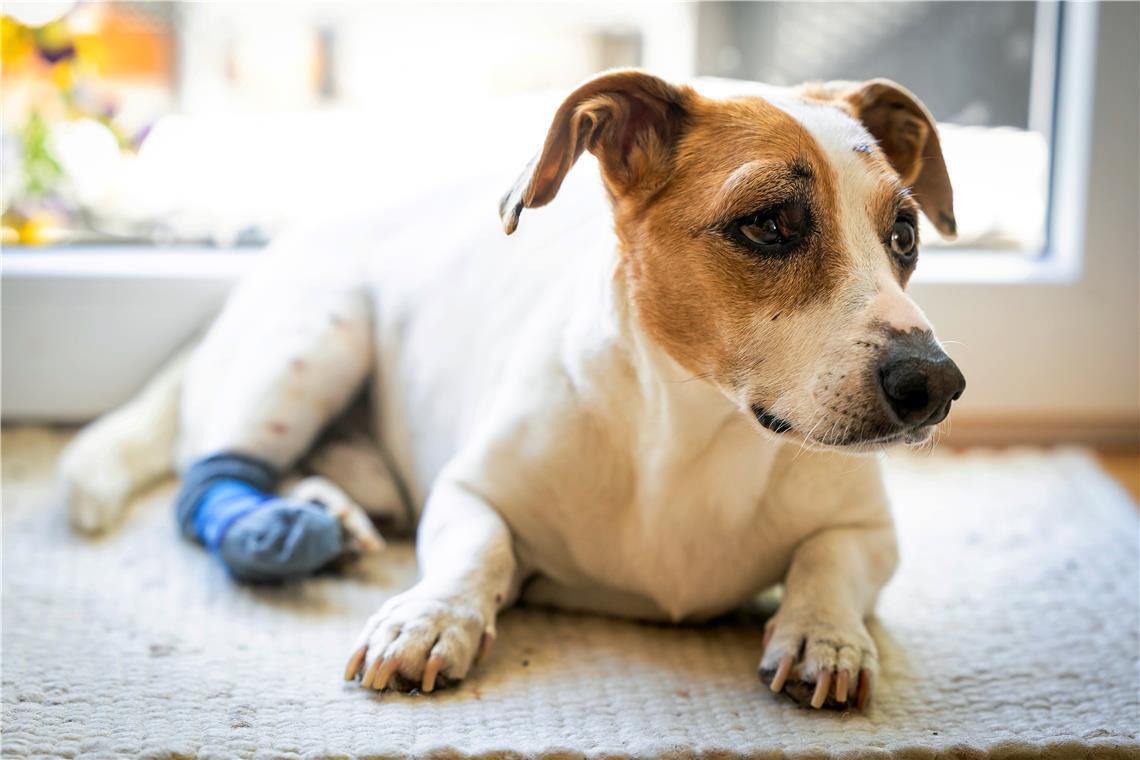 Patis verletzte Pfote ist am Heilen. Die Schmerzmittel, die der Hundesenior bekommt, schlagen ihm allerdings auf den Darm.
