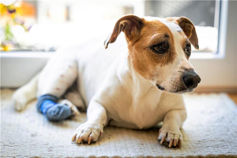 Patis verletzte Pfote ist am Heilen. Die Schmerzmittel, die der Hundesenior bekommt, schlagen ihm allerdings auf den Darm.