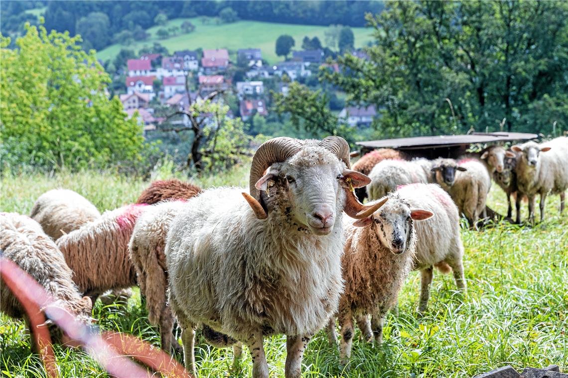 An der Villa Franck grasen keine Schafe mehr