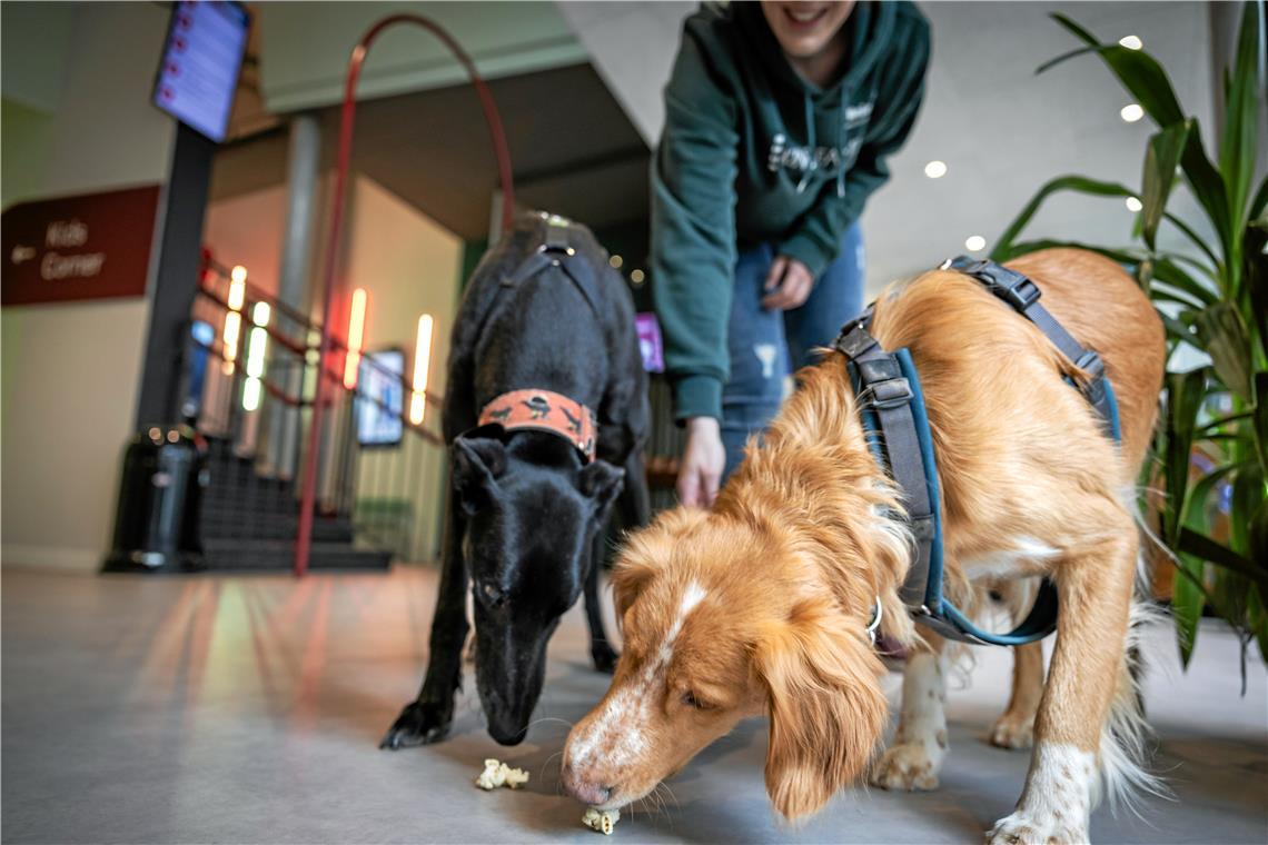 Kinohunde: Das „Team Staubsauger“ im Kino Universum Paulo und Nacho lieben Popcorn. Sobald alle Gäste im Saal sind, dürfen sie im Foyer nach den restlichen Krümeln suchen. Foto: Alexander Becher