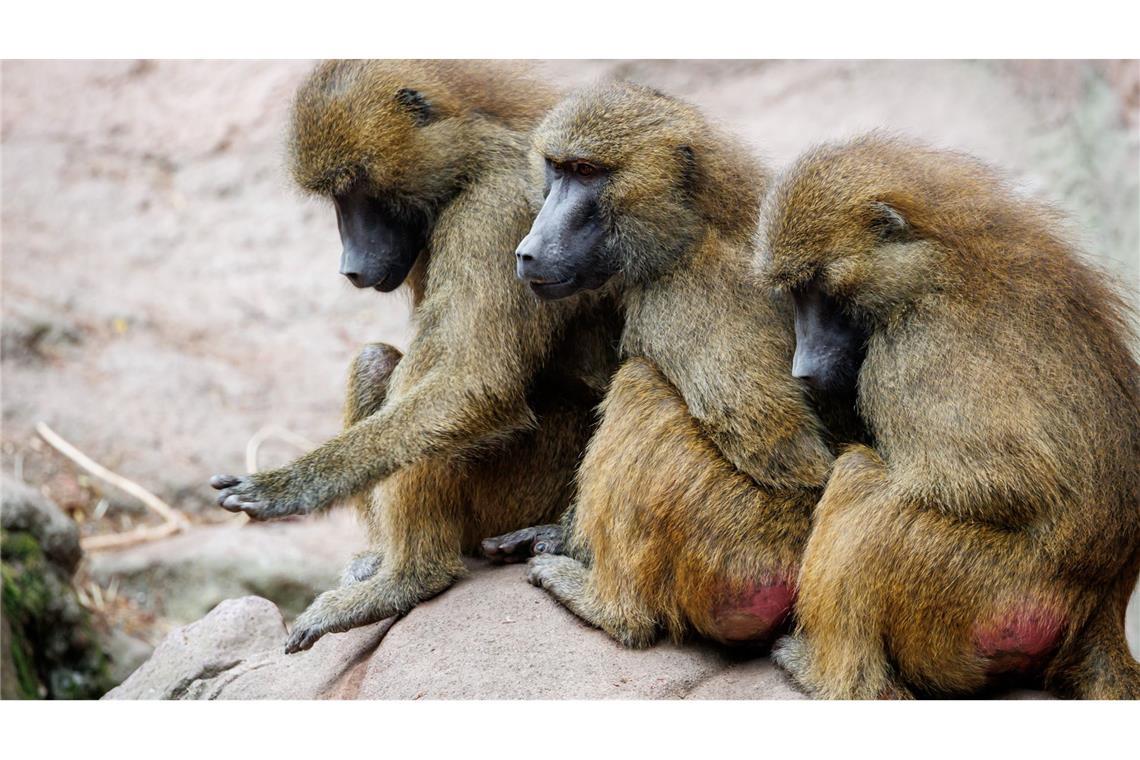 Warum wurden im Tiergarten Nürnberg Paviane getötet? Paviane im Nürnberger Zoo.
