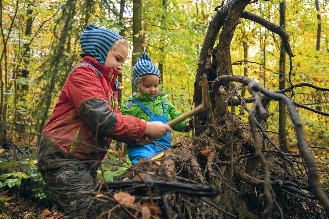 Spielfreude kennt kein schlechtes Wetter Pepe (rechts) und Toni Hozak genießen das Spielen in freier Natur bei fast jedem Wetter. Toni bearbeitet ausdauernd die Baumwurzel mit einem Stock, den er eigens aus seiner Stöckesammlung ausgesucht hat, wie er dem Fotografen fachkundig erklärt. Foto: A. Becher