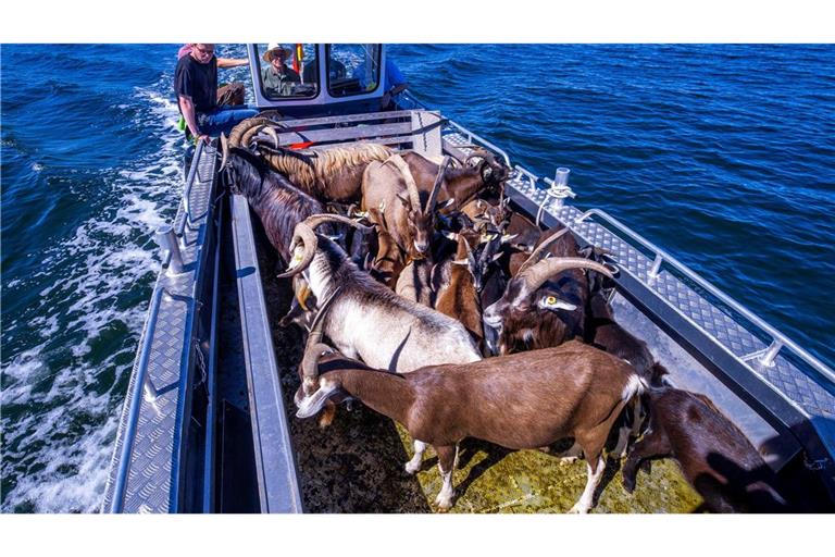 Per Boot werden die 22 tierischen Landschaftspfleger auf die Vogelschutzinsel Walfisch in der Wismarbucht gebracht.