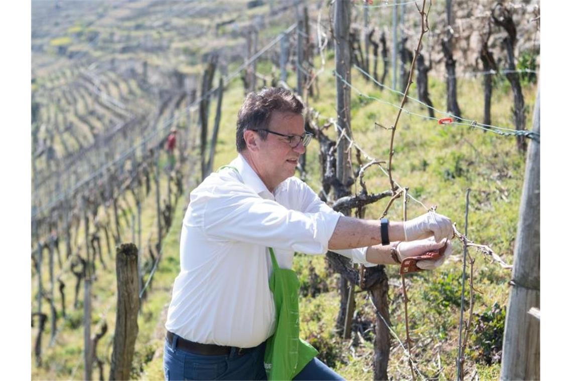 Landwirtschaftsminister Hauk kämpft im Weinberg gegen Falter Peter Hauk bringt Pheromonampullen zwischen Weinreben an. Foto: Marijan Murat/dpa