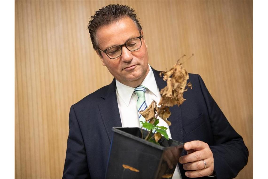 Peter Hauk (CDU) hält eine teilweise abgestorbene Eiche in der Hand. Foto: Sebastian Gollnow/dpa/Archivbild