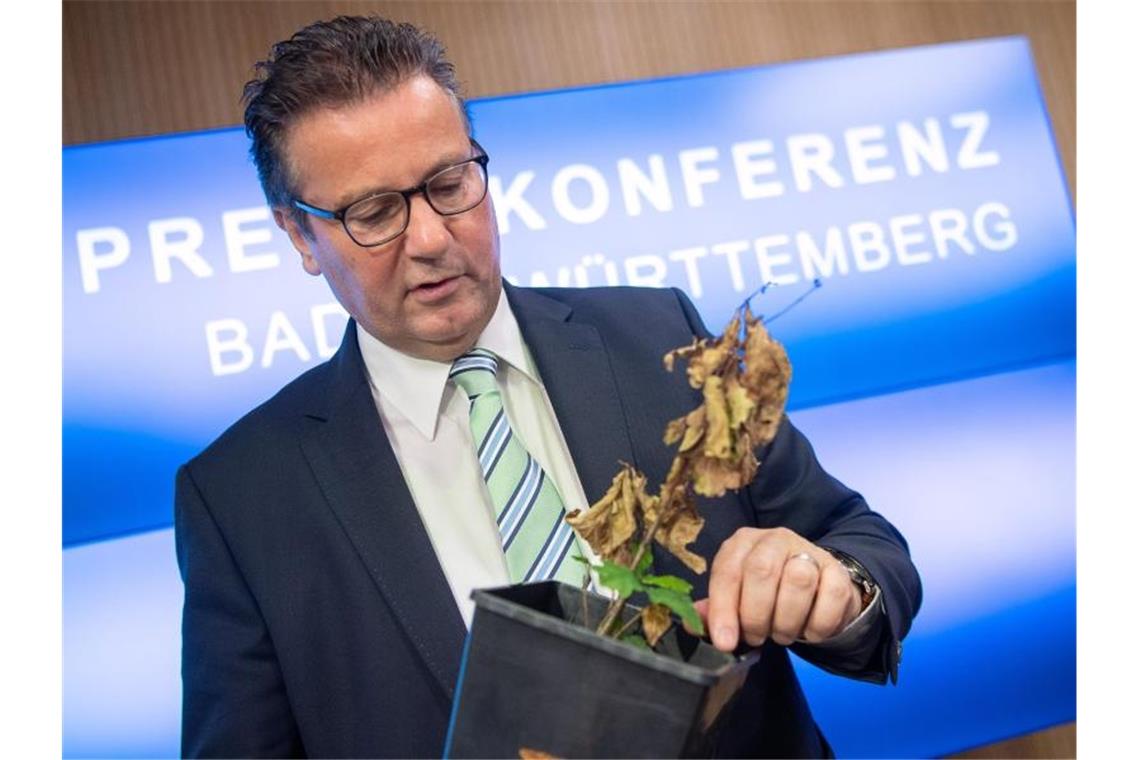 Peter Hauk (CDU), Minister für Ländlichen Raum und Verbraucherschutz von Baden-Württemberg. Foto: Sebastian Gollnow/dpa/Archivbild