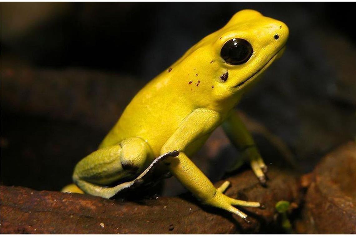 Pfeilgiftfrosch (Dendrobatidae): Die knallbunten blauen, roten, orangefarbenen, gelben und grünen Frösche gelten als die giftigsten der Welt. Sie kommen in den Urwäldern Süd- und Mittelamerikas vor, wobei von 130 Unterarten nur drei Arten tödlich sind. Die indianischen Ureinwohner haben früher ihre Pfeile mit dem Hautsekret der Tiere bestrichen.