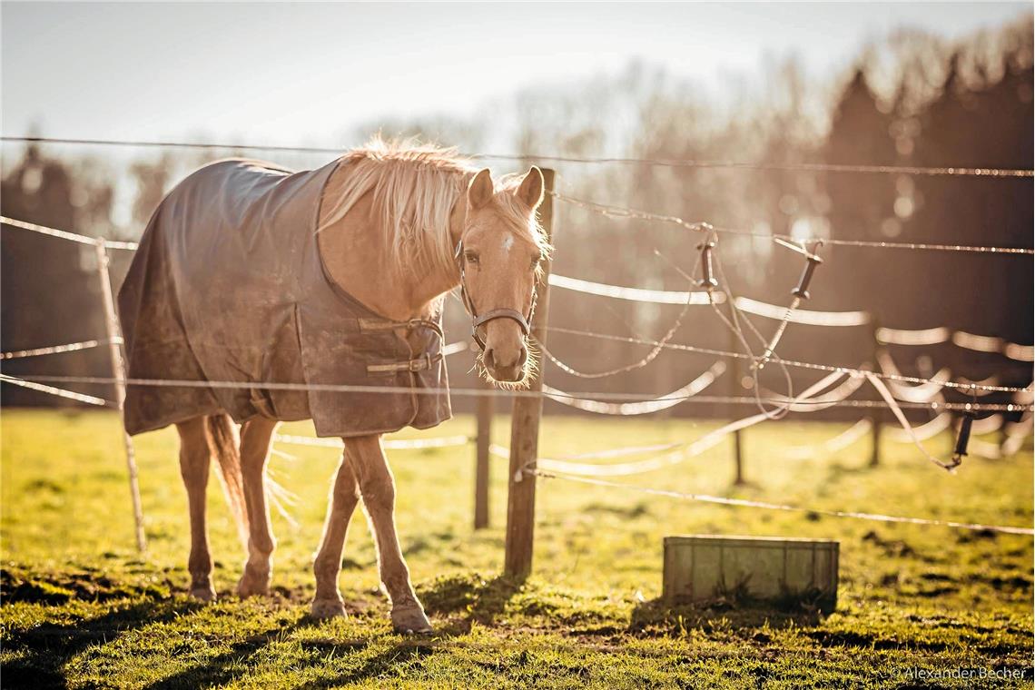 Pferd am Karlshof genießt die Abendsonne.