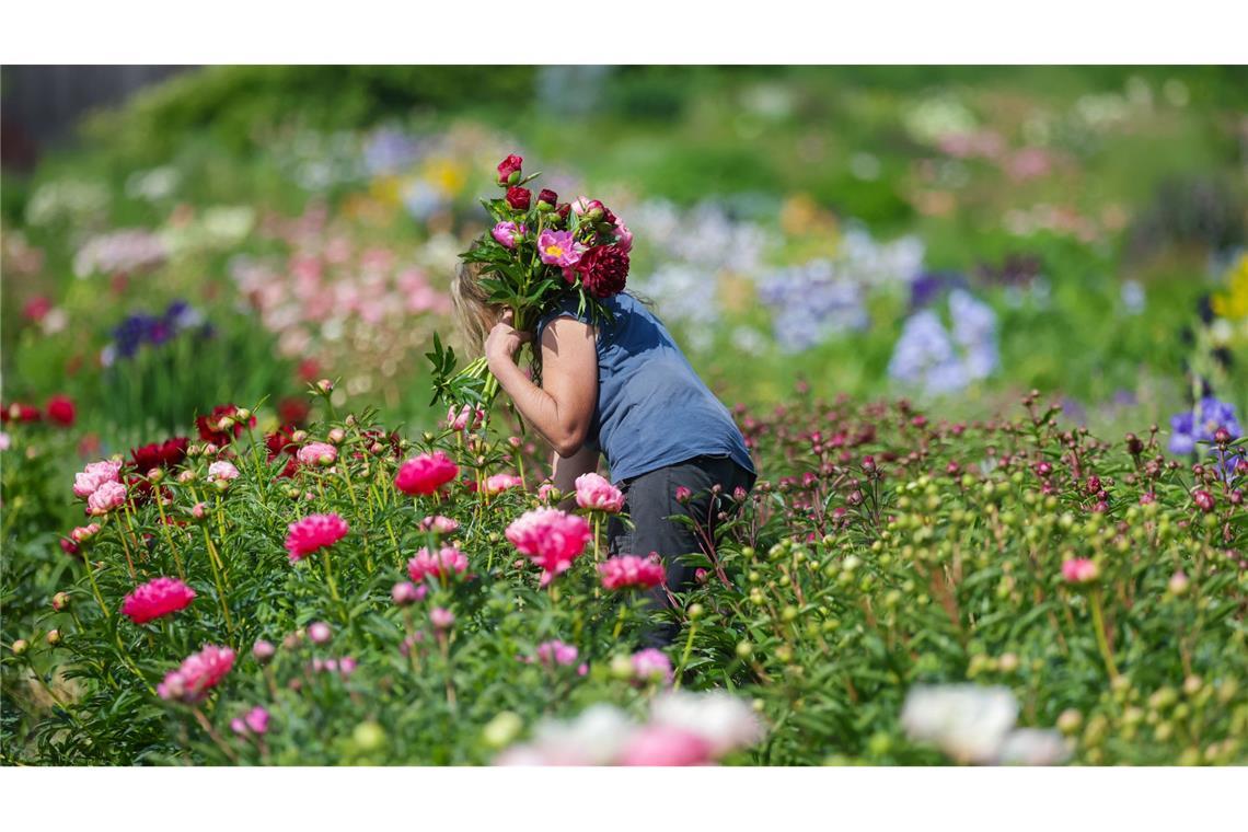 Bilder des Tages Pfingstrosenzeit: Gärtnerin schneidet Blumen auf dem Feld