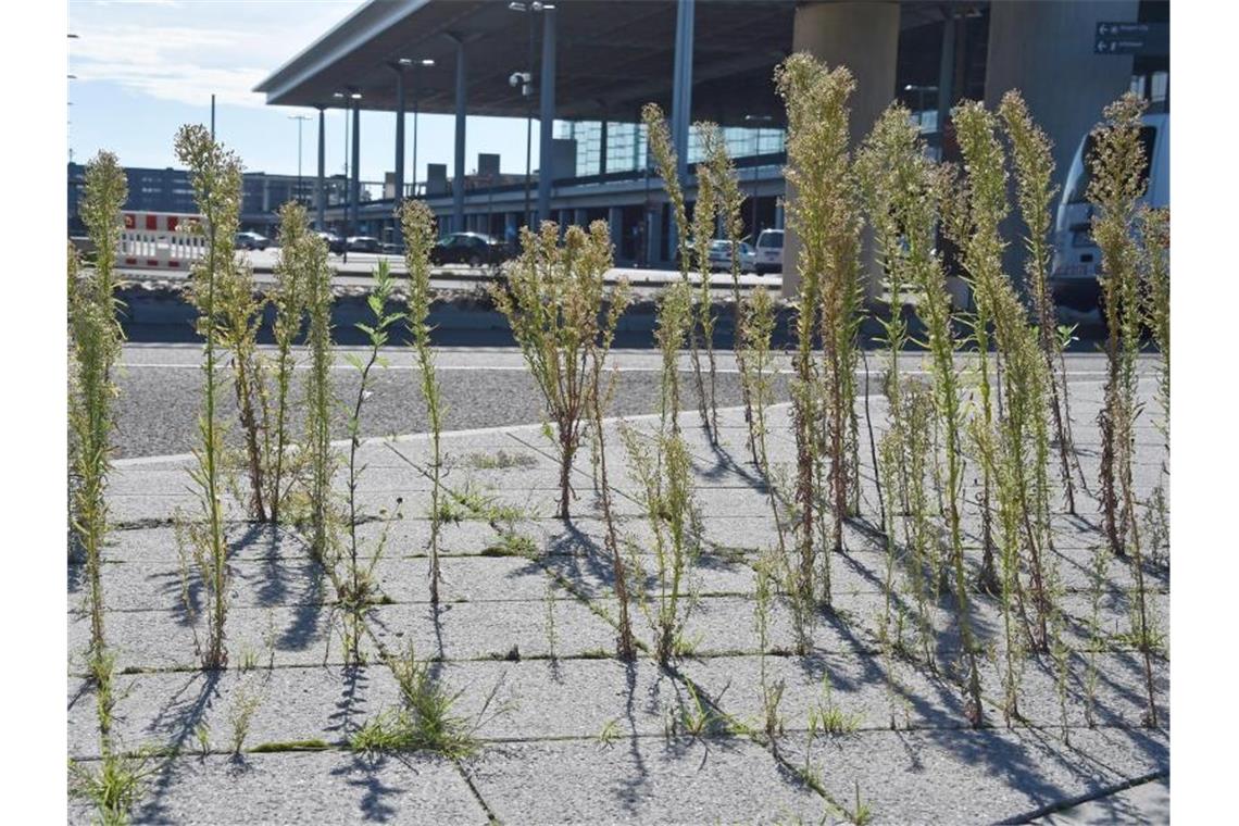 Pflanzen bahnen sich ihren Weg zwischen Gehwegplatten. Viele deutsche Städte verzichten teils schon seit vielen Jahren auf Glyphosat. Foto: Bernd Settnik