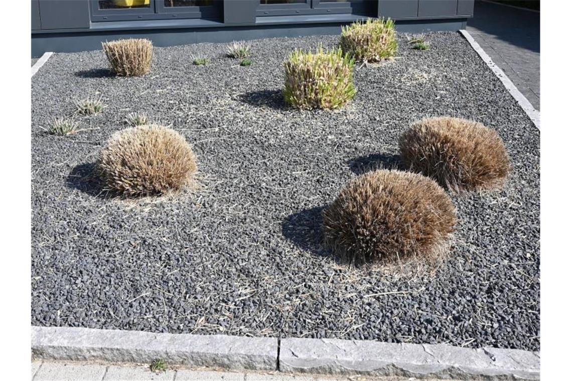 Verbände fordern: Schottergärten stärker kontrollieren Pflanzen ragen aus einem Vorgarten mit grauen und schwarzen Kieselsteinen. Foto: Carmen Jaspersen/dpa/Symbolbild