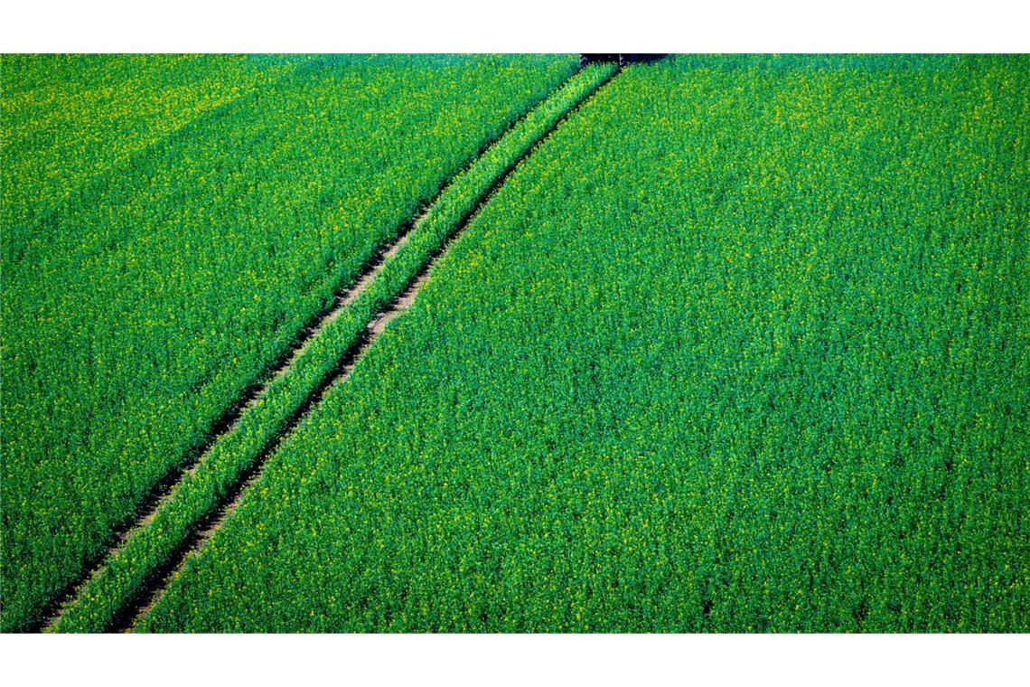 Pflanzenschutzmittel sollen die Ernte sichern. (Symbolbild)