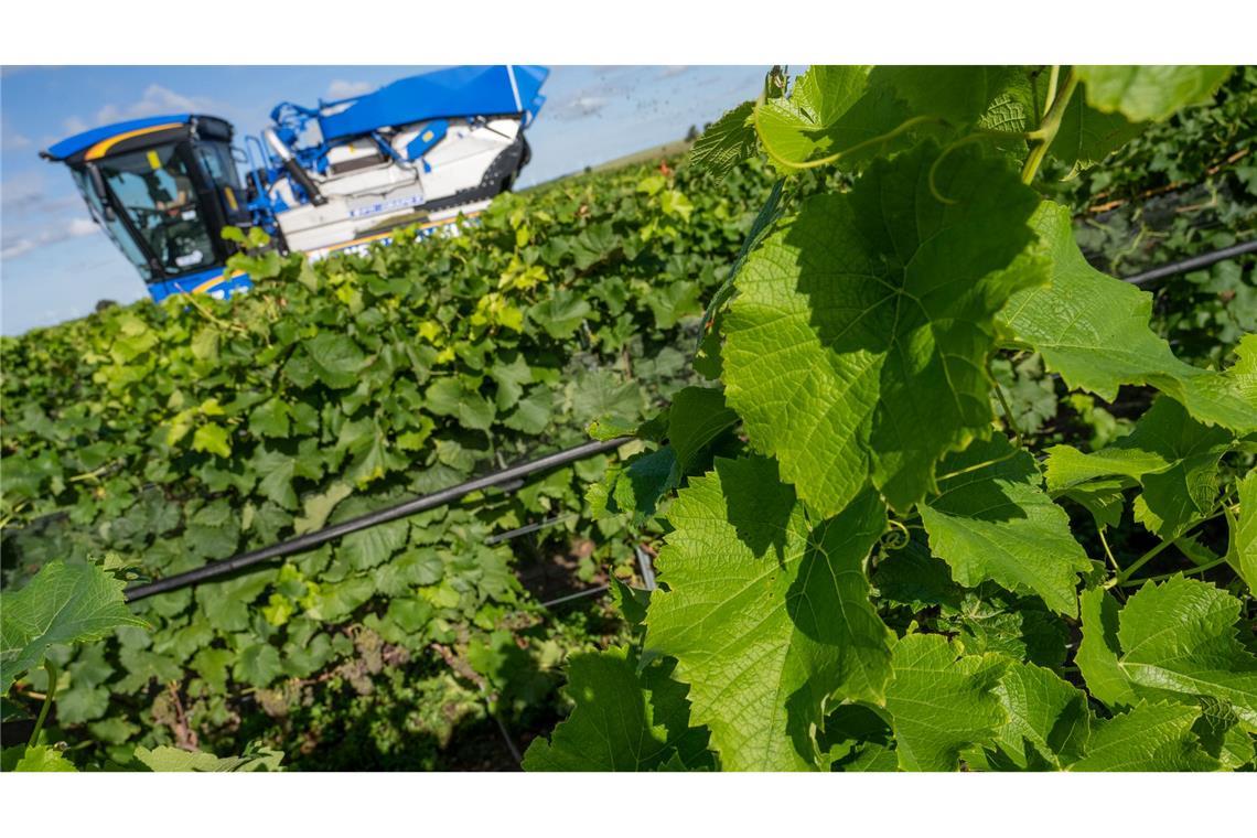 Piwis sind in Norddeutschland besonders gefragt. (Archivbild)