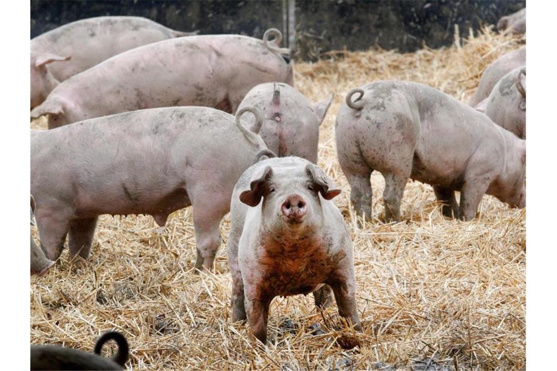 Staatliches Tierwohl-Logo kommt wieder nicht zustande