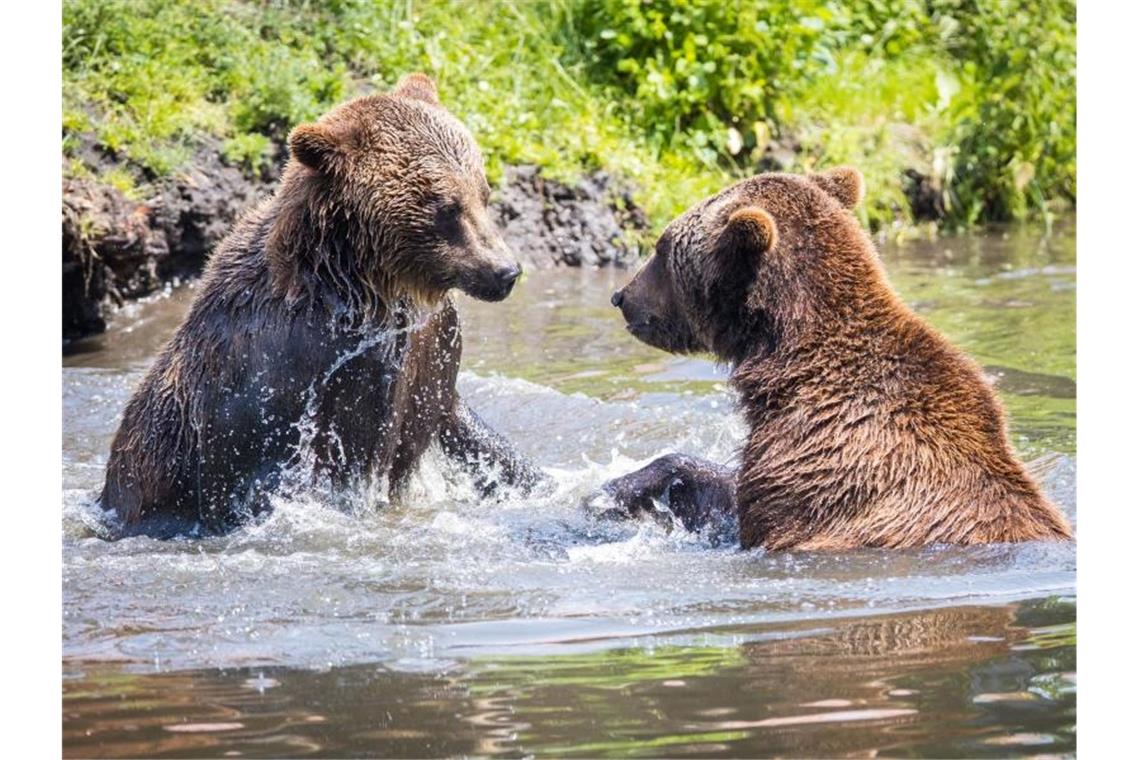 Planschen und abkühlen: Zwei Braunbären im Zoo Hoyerswerda bei Temperaturen um die 30 Grad Celsius in einem Gewässer. Foto: Oliver Killig
