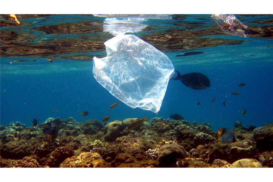 Recyclingquote bei Plastik bleibt global niedrig Plastik findet sich im Meer und in Tiermägen. (Archivbild)
