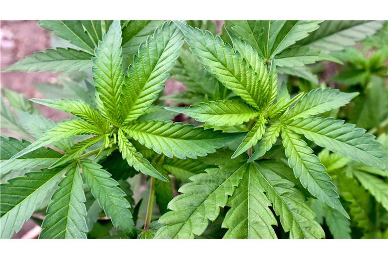 Polizei entdeckt größere Mengen Cannabis bei Razzien gegen Versandhändler (Symbolfoto).